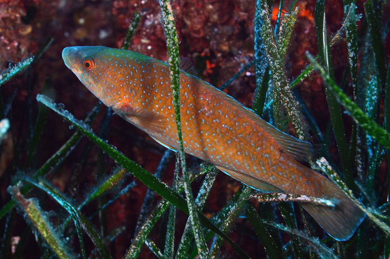 Labrus merula